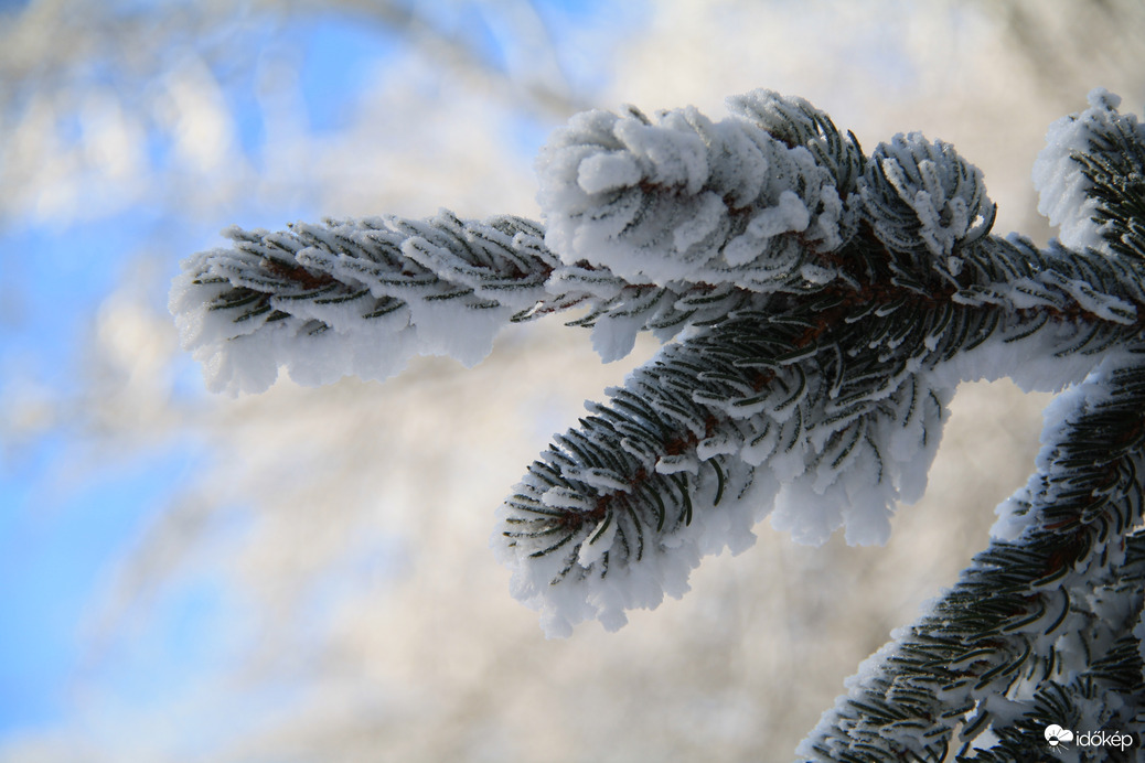 Zúzmarás fenyőág