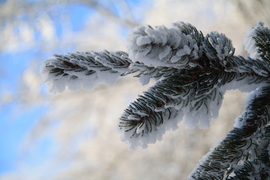 Zúzmarás fenyőág