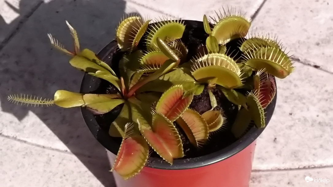 Reggelire várva. :)