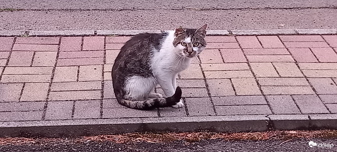 Macska a Mátrában