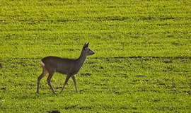 Napsütéses januári
