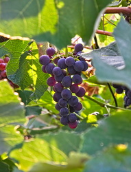 Szőlős