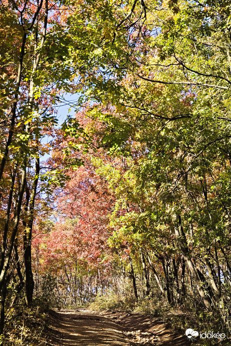 Színes fák a Vértesben