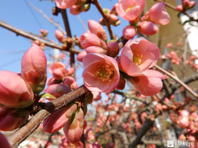 Japán birs virágzása