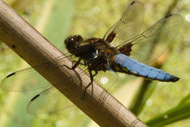 Libellula depressa Linnaeus, Laposhasú acsa hím "őrhelyén"