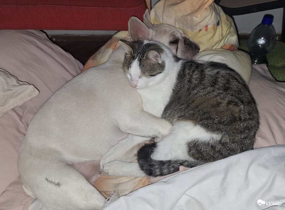 Jóbarátok összetartanak /hidegben//