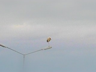  Az év első gólyája