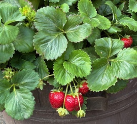 Ősszel is frisset... 