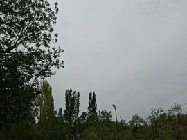 Szarvas