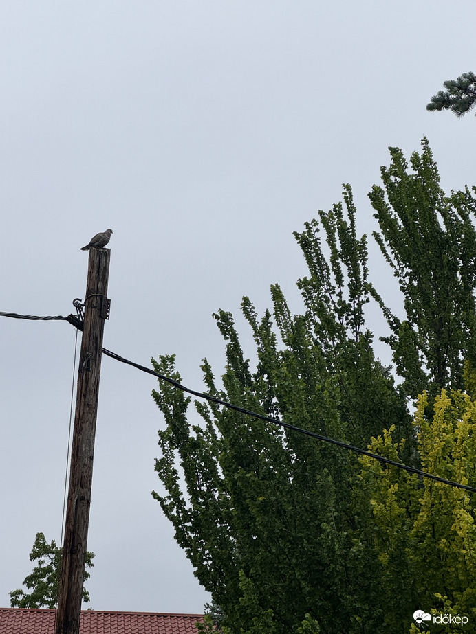 A fa mellett csodálkozó Galamb 