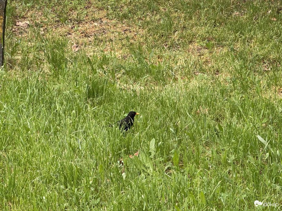 Fekete Rigó azt csicseregte 