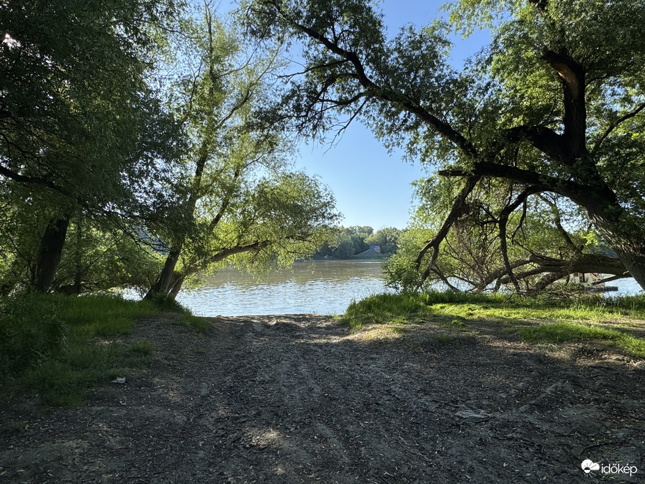 A két átölelő fa barátság a Duna parton 