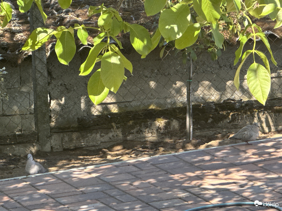 Két galamb pár az udvaron 