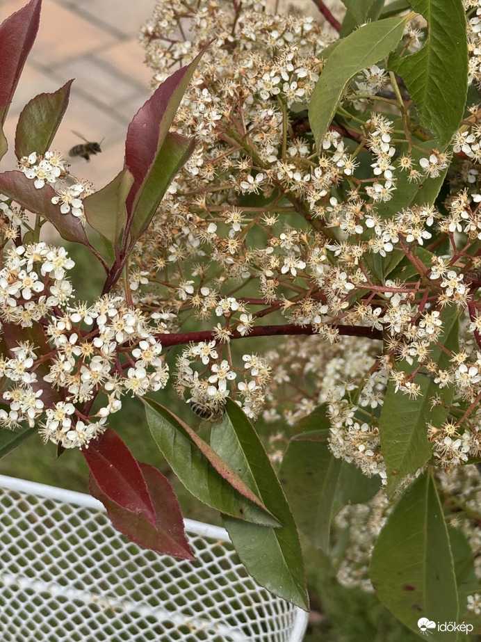 Méhecskék porzása korallberkenyén