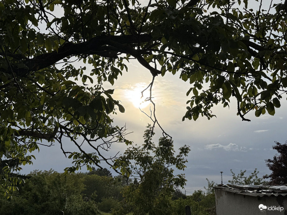 Átölelő fa ágak a Nap körül