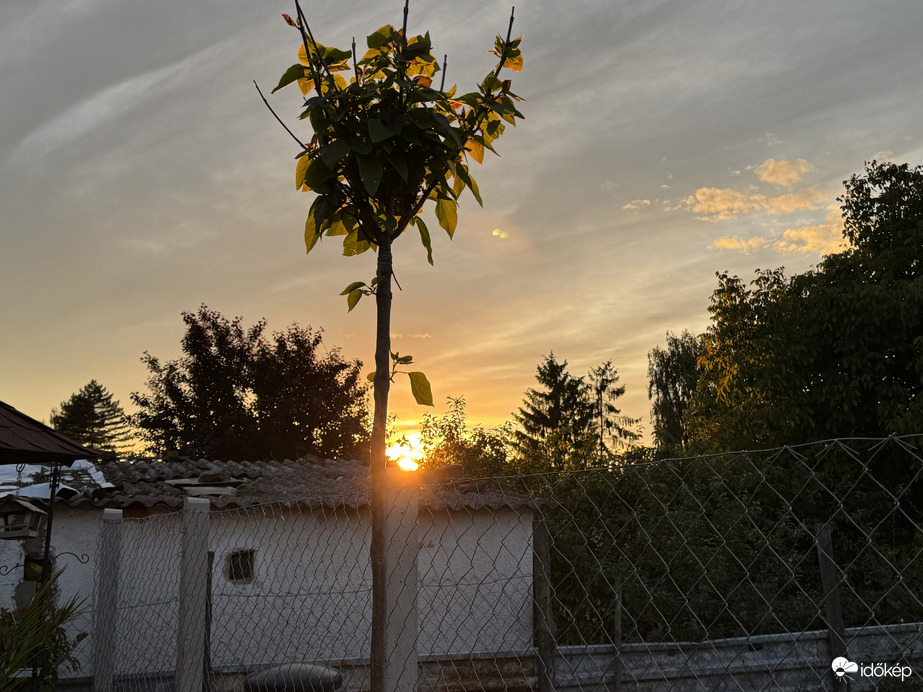 Szivarfában a Naplemente