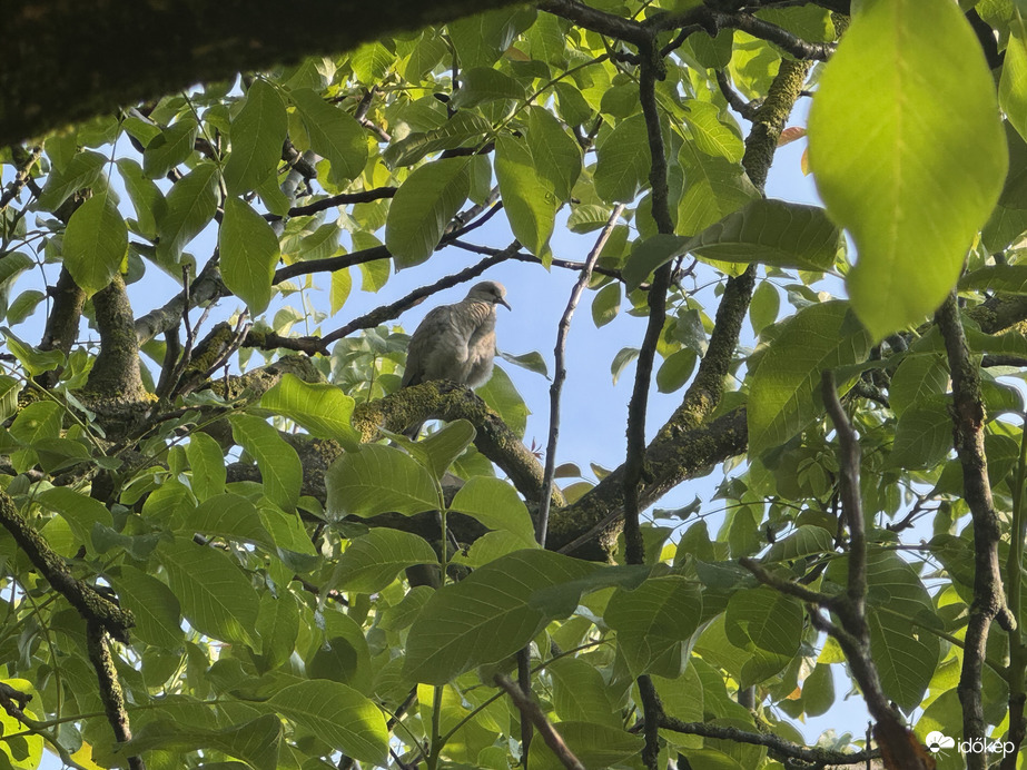 Diófa levelek közt a Galamb 