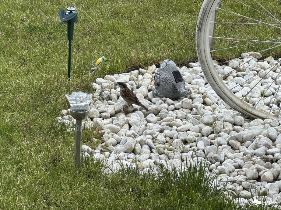 A veréb is figyeli az udvart 