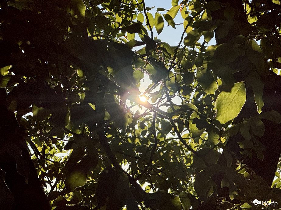 A naptól fénylő diófa árnyékában