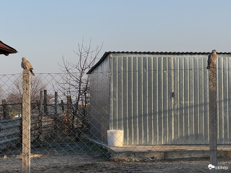 Galambok az oszlopon nézelődnek