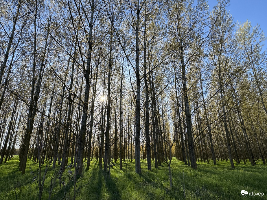 Erdő és a nap ösvényében 