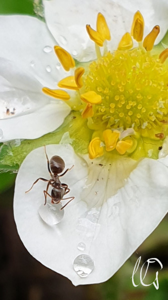 Frissítő gyöngyital  :-) 