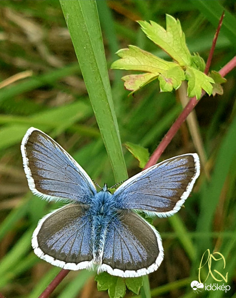 Erdő-mező apró szépségei.2