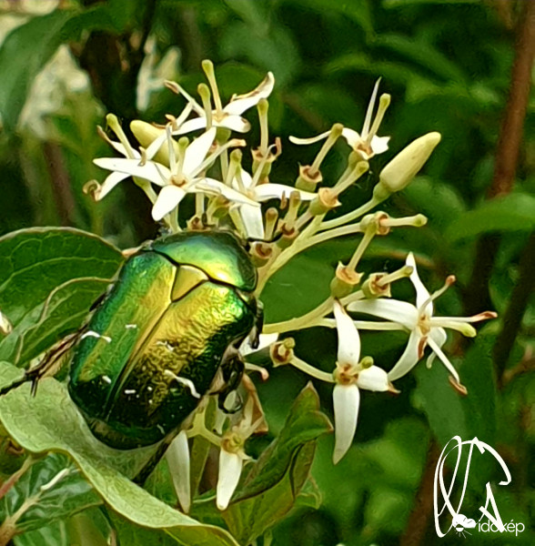 Erdő-mező apró szépségei.1