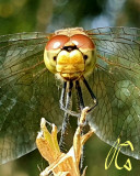 Ördögi mosoly...  :-)