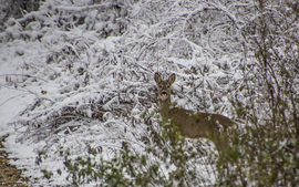 Őz suta havas tájban.