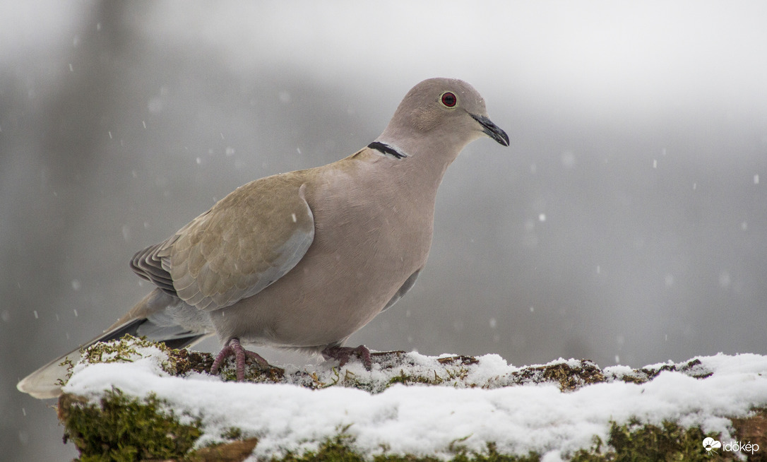 Balkáni gerle hóesésben.
