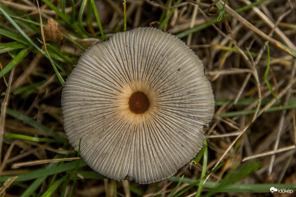 Gomba felülnézetből!