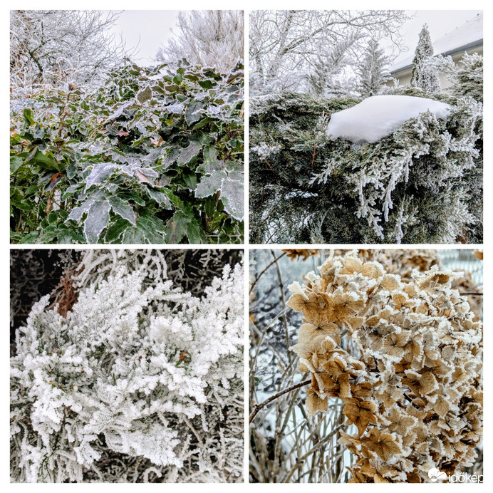 Polgárdi, kertem fagyosan 