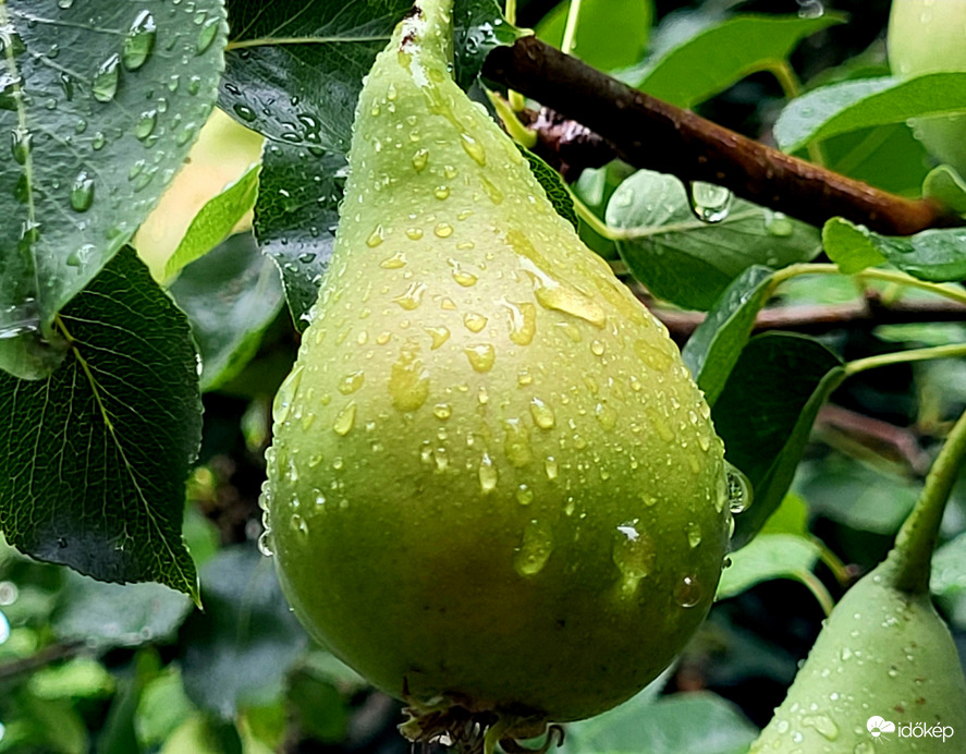 Természet