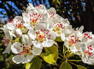 Vén körtefám virágban 