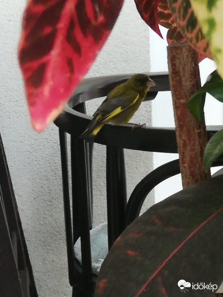 Megbújok a teraszon, amíg eláll az eső, 