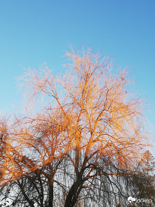 Fűz a napfelkeltében :) 