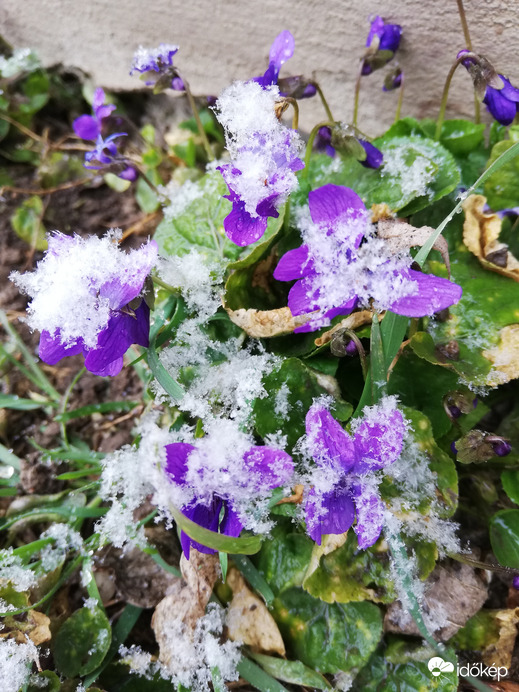 Ibolya : hát erre nem számítottam! 