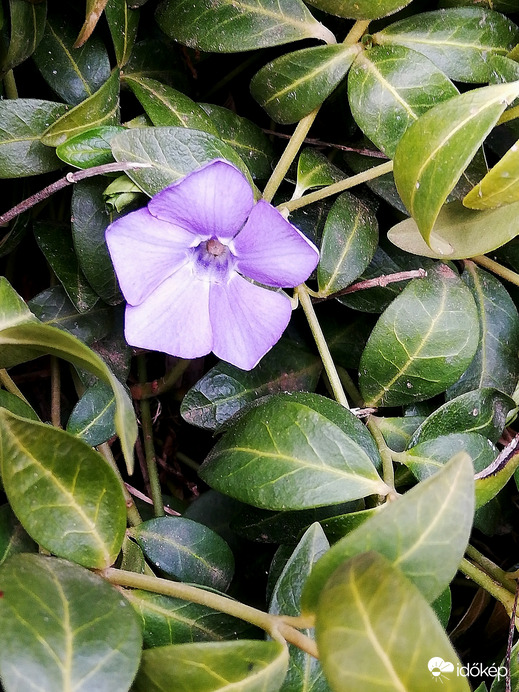 Az első kismeténg, picit még halovány :) 