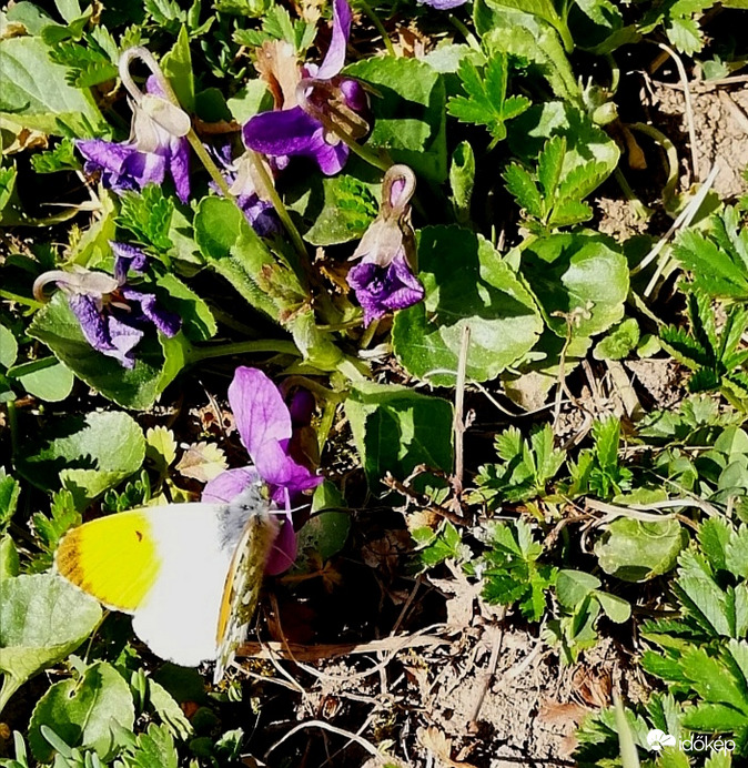 Hajnalpír lepke, hím