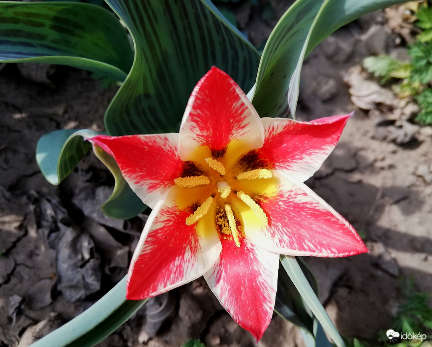 Csíkos tuli, szár nélkül