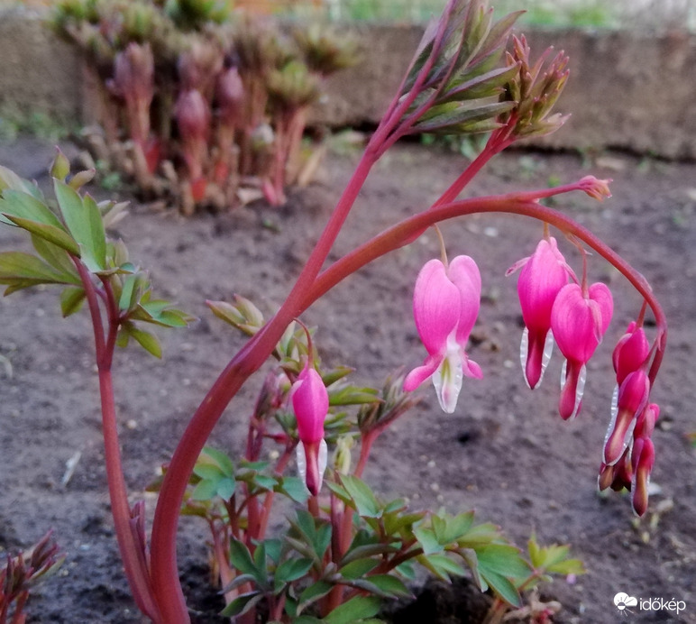 Előbújt a szívvirág is :) 