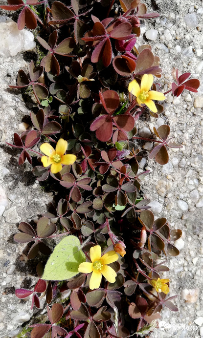 Szürke madársóska, betonrésben