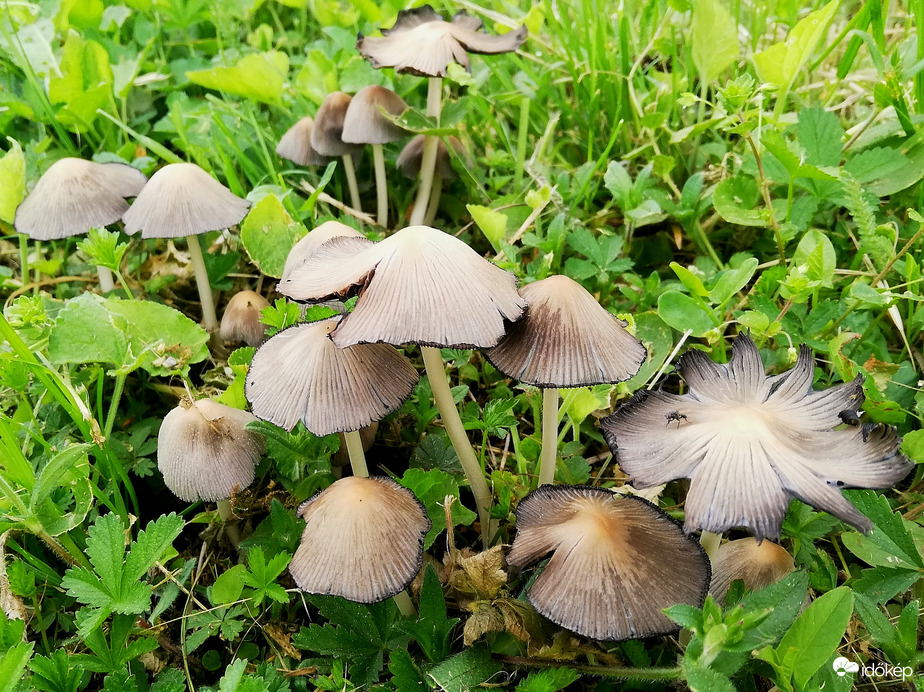Gombák a kertemben