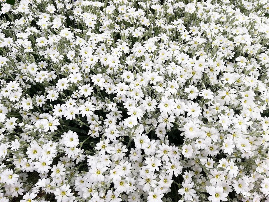 Havasi fátyolvirág