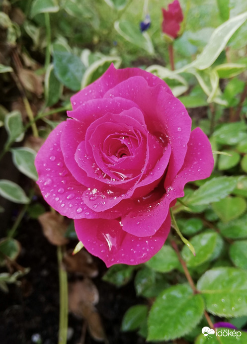 Az első rózsa is megázott picit :) 