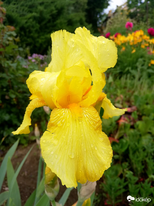 A sárga is kinyílt :) 