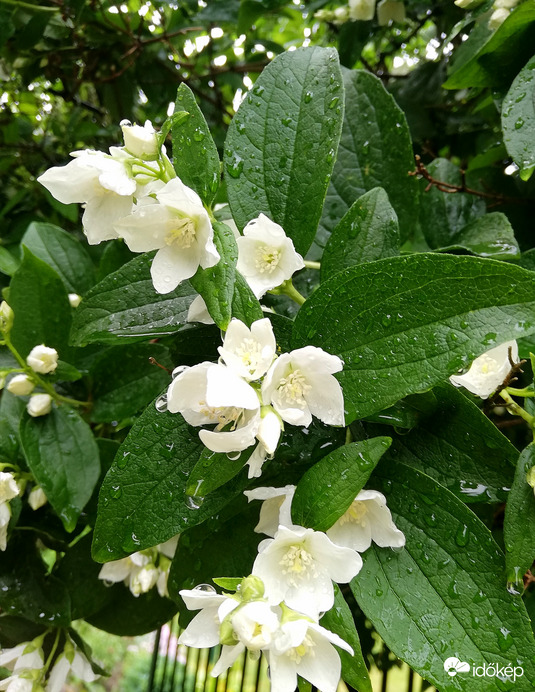 Jázminbokor kihajlik az utcára.... :) 