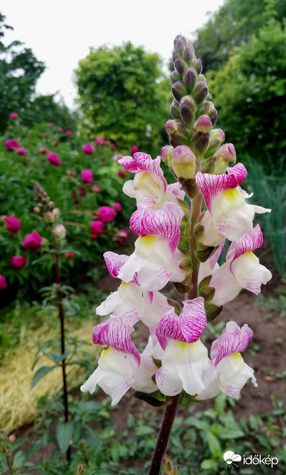 Tátika és bazsarózsák