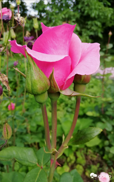 Rózsabimbók, még eső előtt 